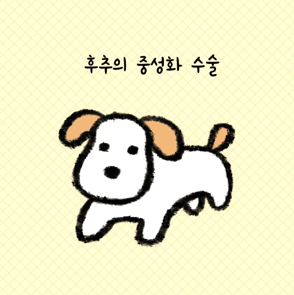 추후의 중성화 수술 베너